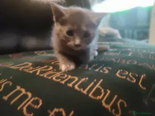 Mixed Breed cats Gorgeous kittens - Advert 1