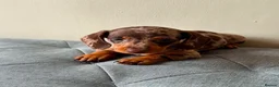 Miniature Dachshund dogs for sale: Miniature dachshund puppies - Advert 22