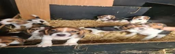 Beagle dogs for sale: 7 Beagle Puppies  in Wakefield - Advert 7