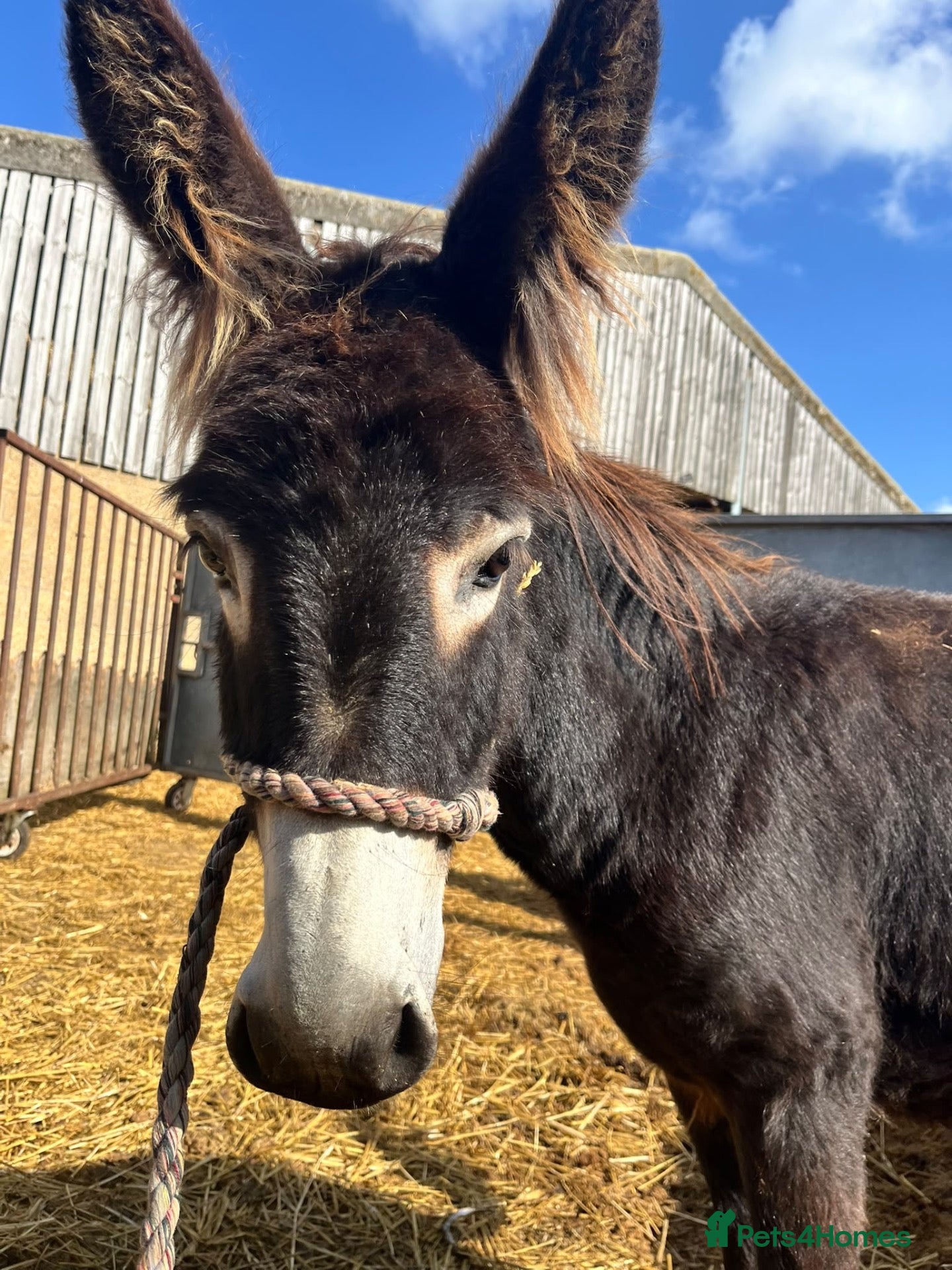 Donkey livestock Beautiful 1 Year Old Male Donkey  - Advert 3