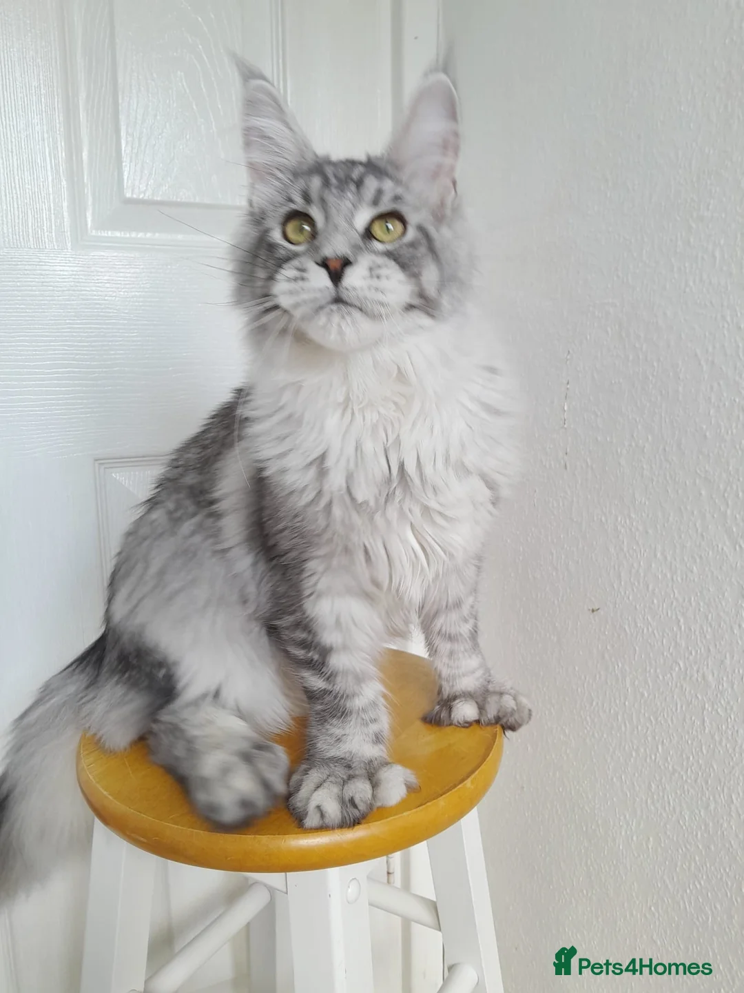 Maine Coon cats for sale: Polydactyl Black Silver boys&girls TICA maine coon - Advert 23
