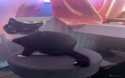 British Shorthair cats for sale: 2 adult cats free to good home - Image 2