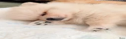 Pomeranian dogs for sale: Lovely Real Pomeranian Teddy Bear Puppies  - Advert 12