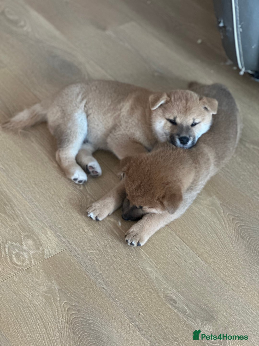 Japanese Shiba Inu dogs for sale: Gorgeous, KC-Registered Shiba Inu Puppies - Advert 16