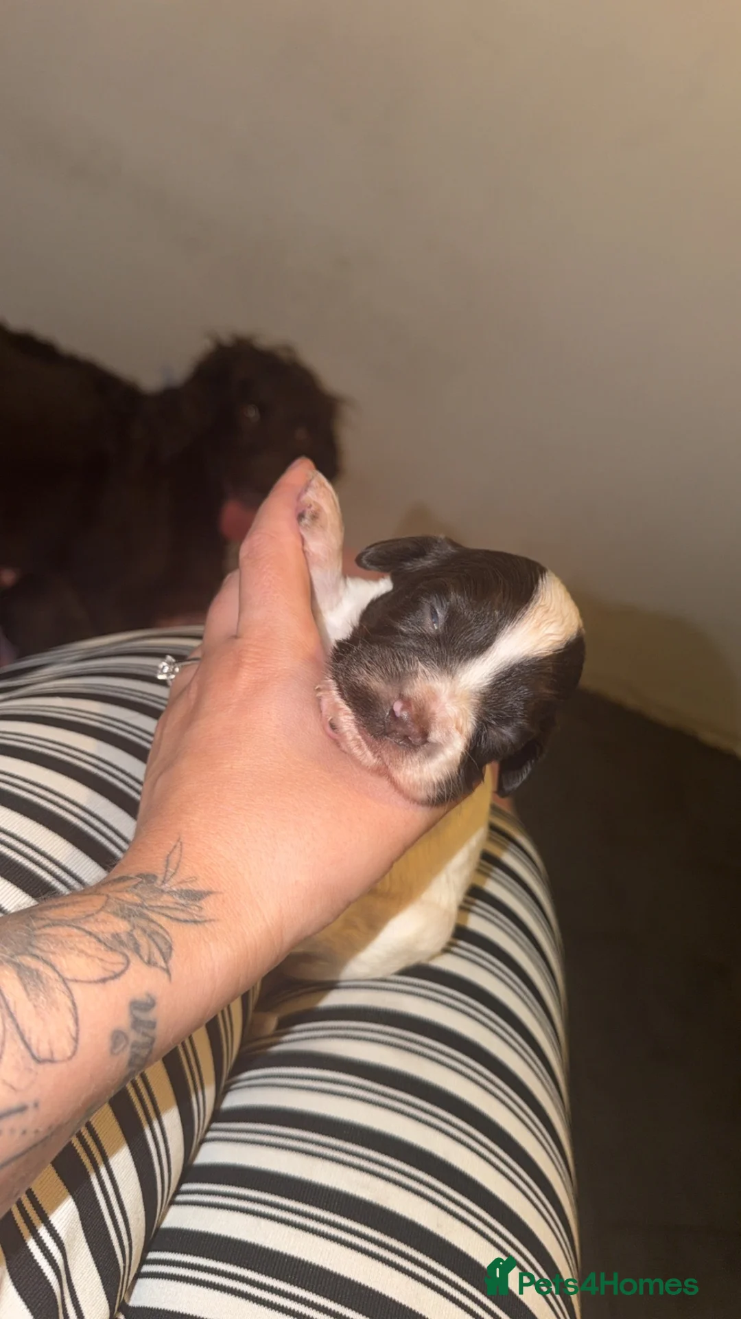 Sprocker dogs for sale: Sprocker spaniel puppies  - Advert 6