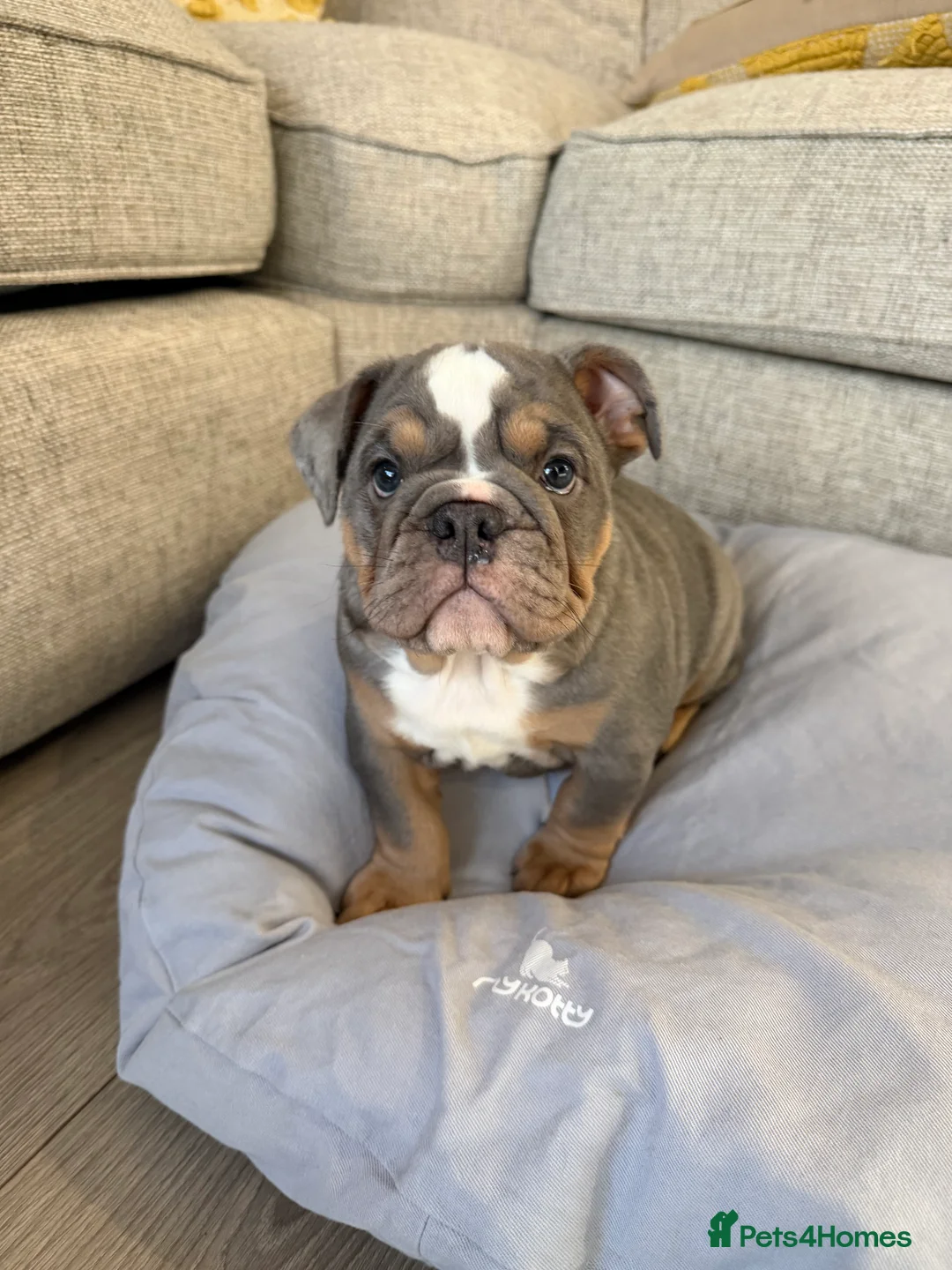 English Bulldog dogs for sale: KC registered English bulldog puppies  - Advert 6