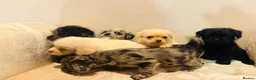 Pugapoo dogs for sale: Stunning pugapoo puppies  - Advert 5
