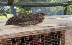 Quail poultry for sale: Jumbo coturnix quails  - Image 1
