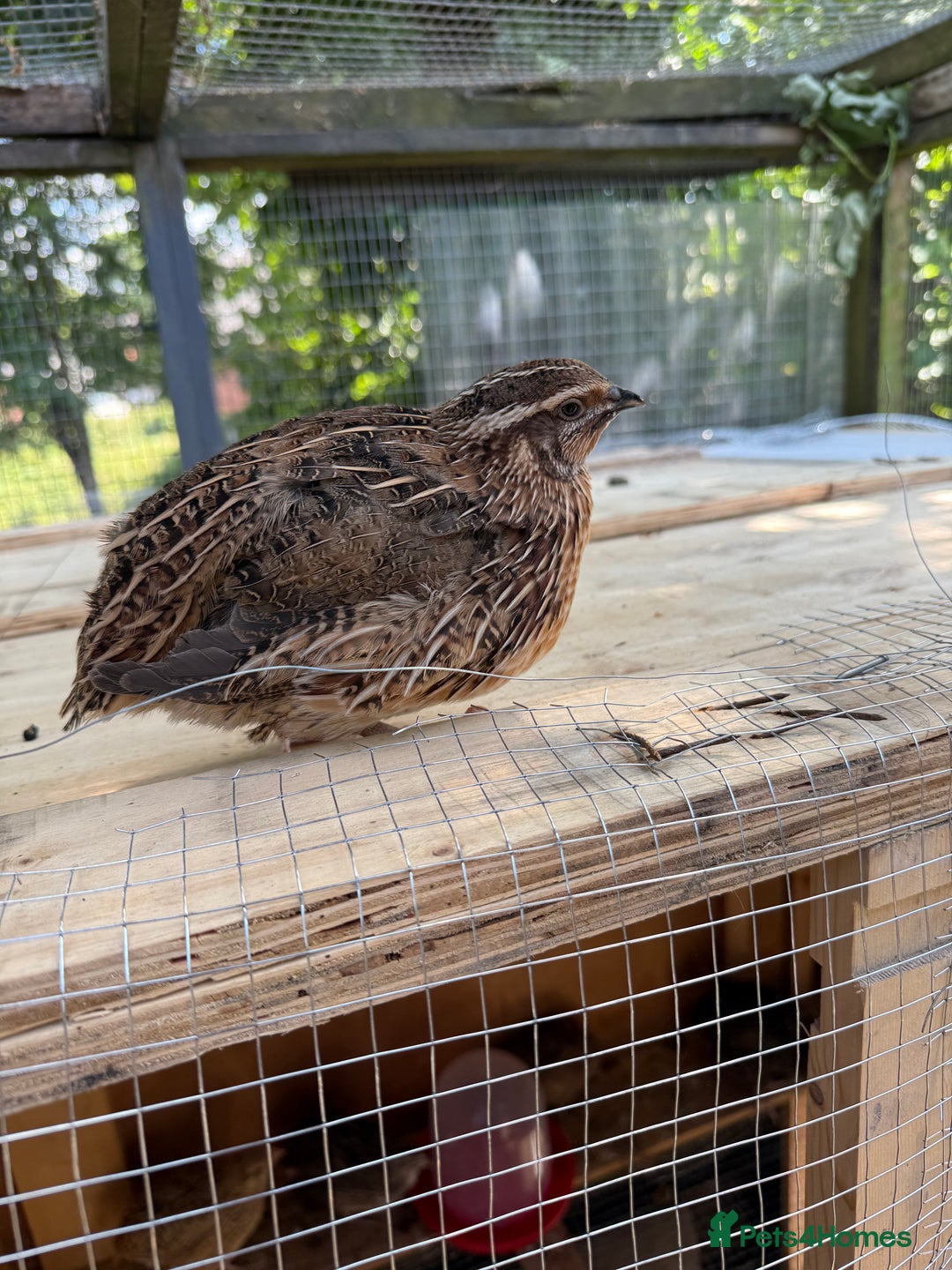 Quail poultry for sale: Jumbo coturnix quails  - Image 1