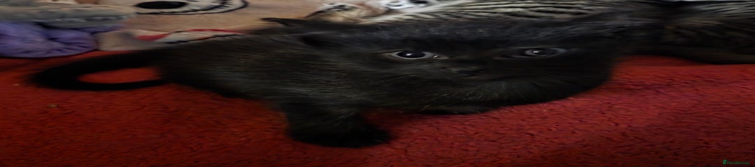 Domestic Shorthair Kitten 1