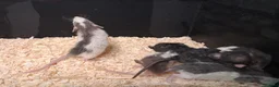 Rat rodents for sale: Baby Dumbo Rat's, various types  - Advert 17