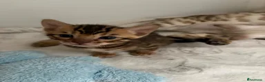 Bengal 3