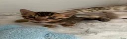 Bengal cats for sale: TICA reg Outstanding Bengal Kittens  - Advert 3