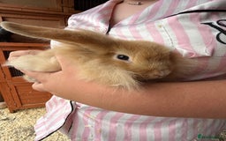 Mini Lop rabbits for sale: 1 beautiful mini lops for sale  - Image 20