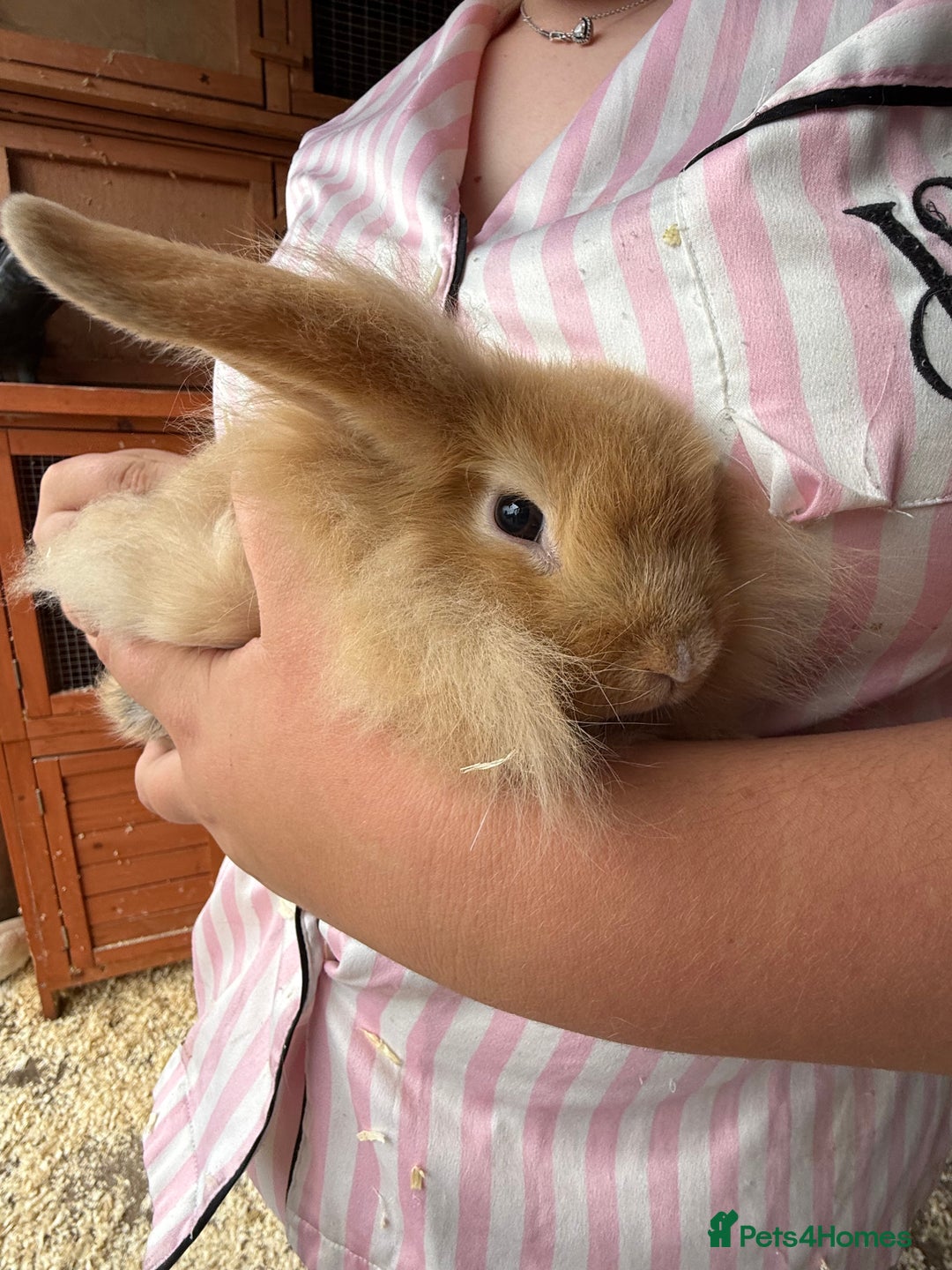 Mini Lop rabbits for sale: 1 beautiful mini lops for sale  - Image 20