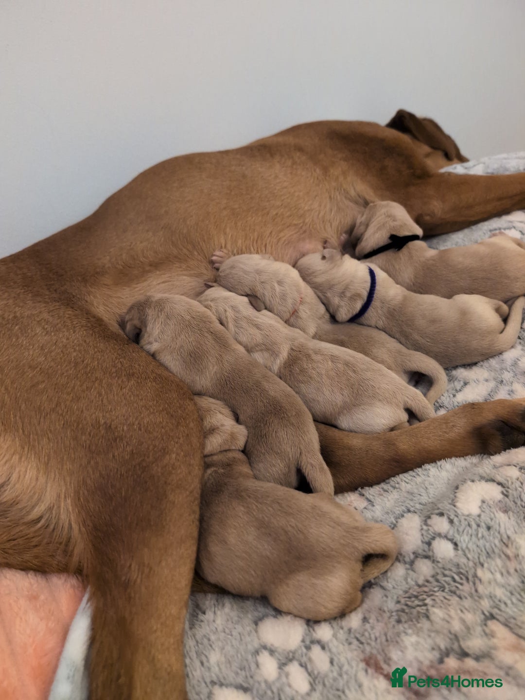 Labrador Retriever dogs for sale: Beautiful Labrador pups for sale X3 girls X3 boys - Advert 10