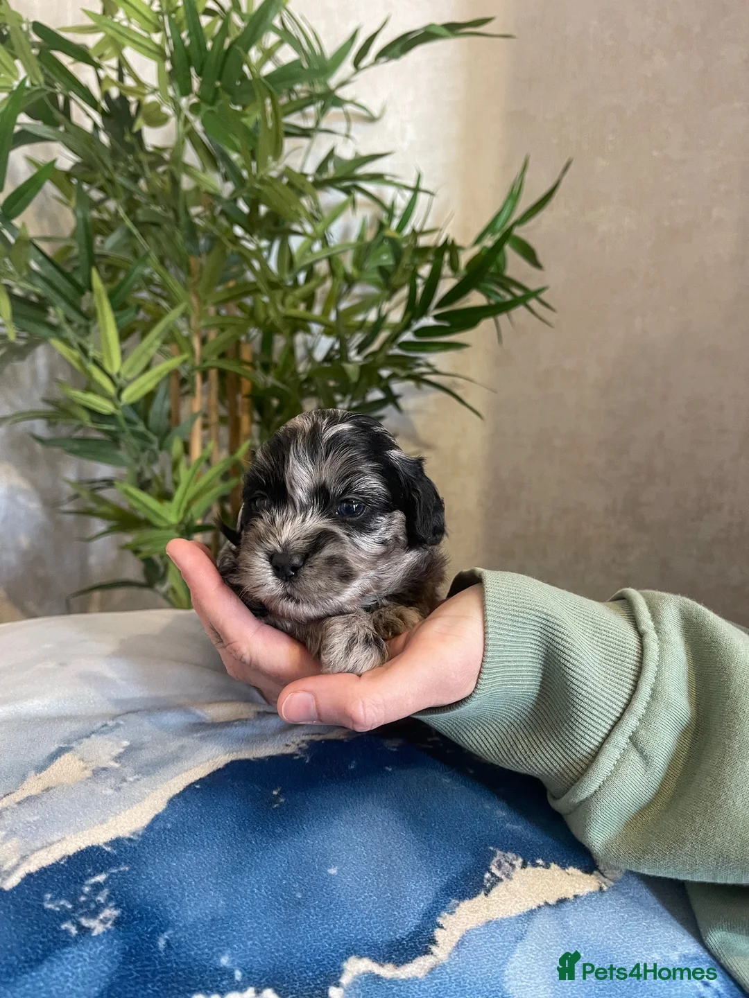 Shihpoo dogs for sale: Shih poo puppies  - Advert 16
