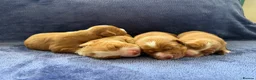 Nova Scotia Duck Tolling Retriever dogs for sale: Beautiful Toller puppies from champion bloodlines - Advert 5