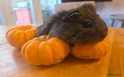 Guinea Pig rodents for sale: READY NOW. 2 young Sister Guinea Pigs - Image 1