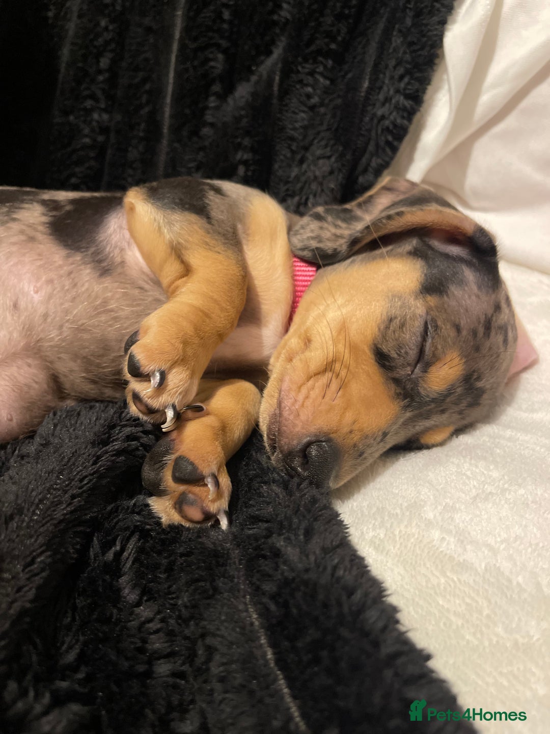 Miniature Dachshund dogs for sale: Skyla for sale  - Advert 4