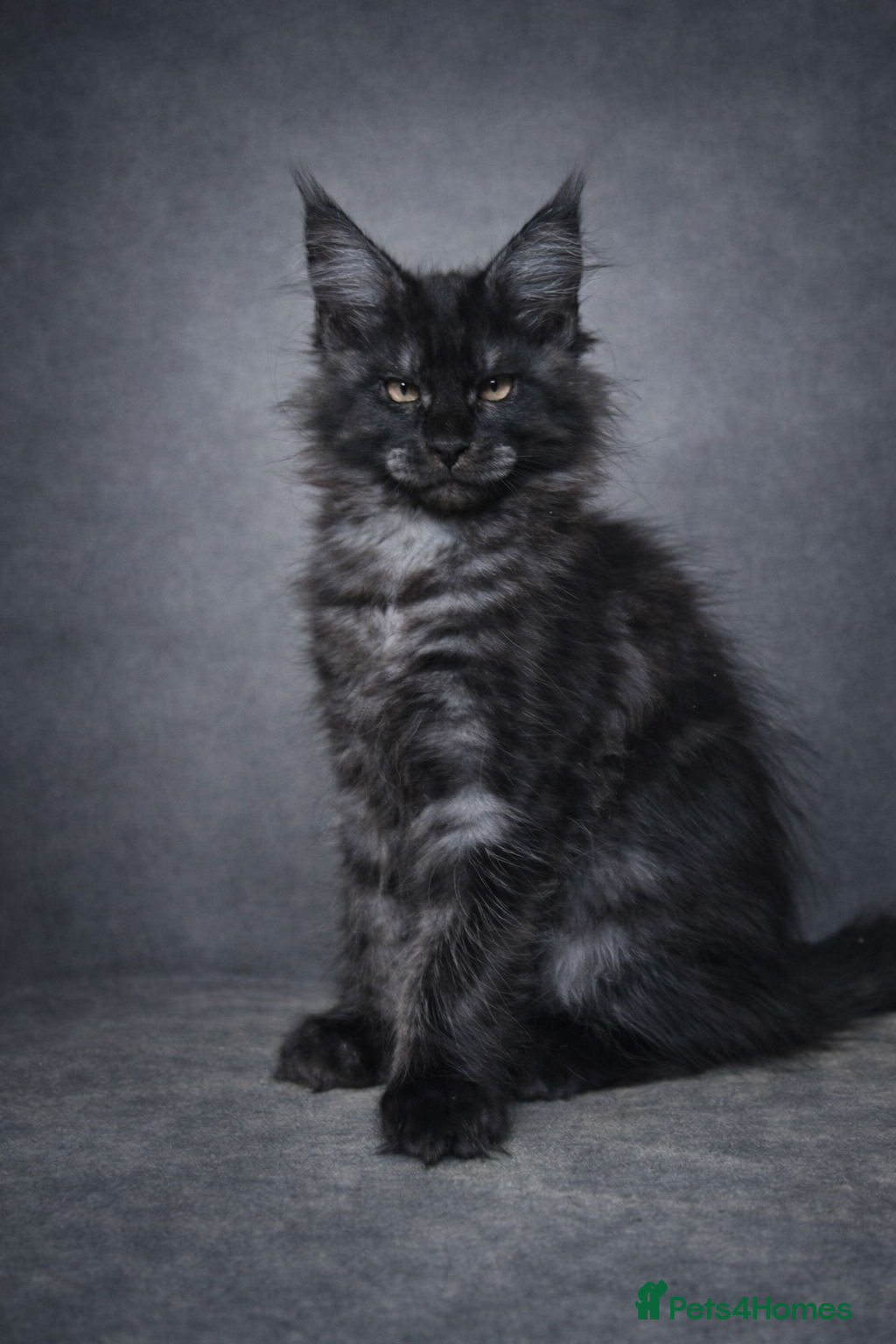 Maine Coon cats Championline maine coon kittens - Advert 8