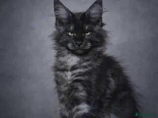 Maine Coon cats Championline maine coon kittens - Advert 8