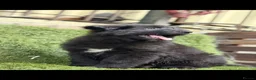 German Shepherd dogs for sale: German Shepard puppies  - Advert 27