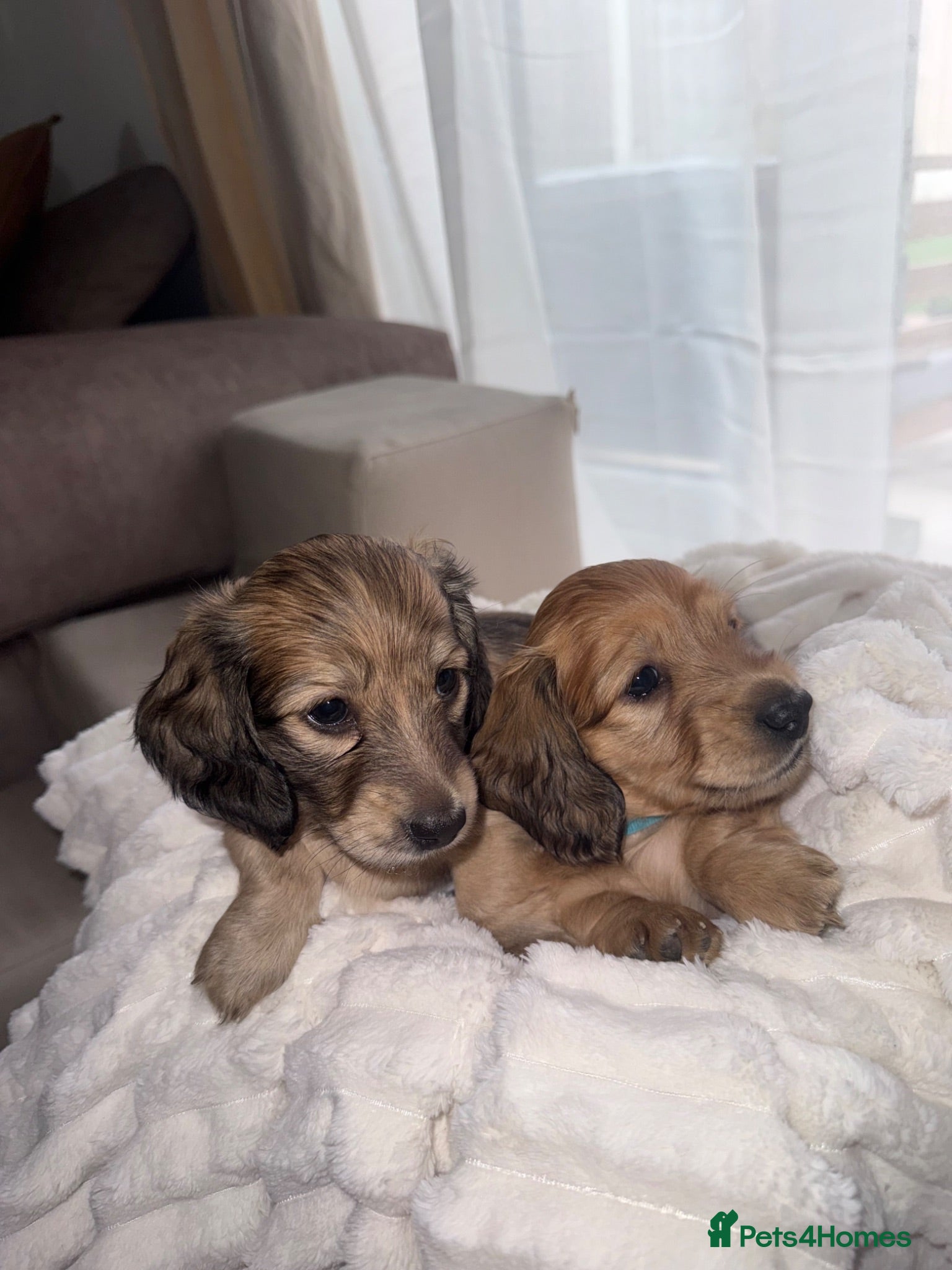 Miniature Dachshund dogs 🐶    KC Miniature Shaded Cream Dachshund Pups  🐶 - Advert 16