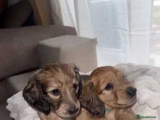 Miniature Dachshund dogs 🐶 KC Miniature Shaded Cream Dachshund Pups 🐶 - Advert 16