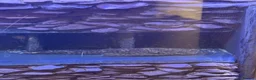Plecos fish for sale: 3 x Breeding Wabenmuster Plecos (1m 2f) - Advert 4