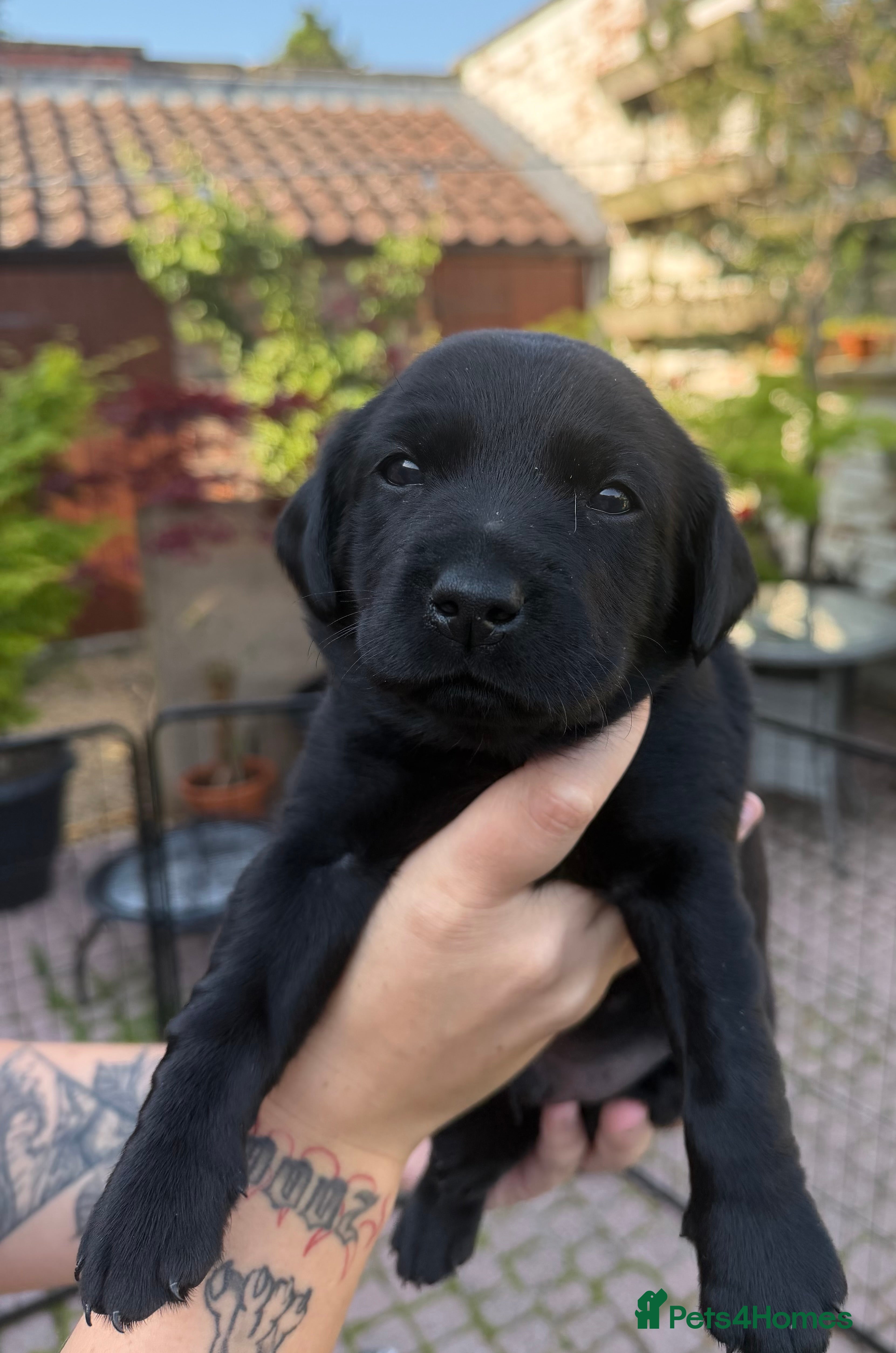 Labrador Retriever dogs LABRADOR RETRIEVER KC reg 2 girls left and 1 boy - Advert 2