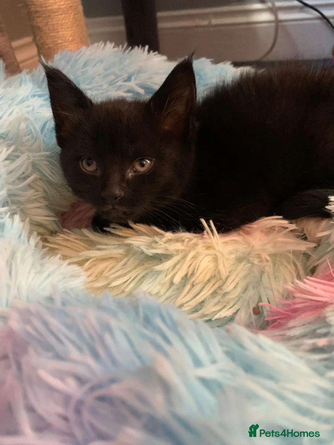 Mixed Breed cats for sale: Kittens Ready For New Home in Norwich - Advert 3