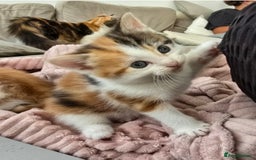 Mixed Breed cats for sale: Fluffy kittens - Image 7