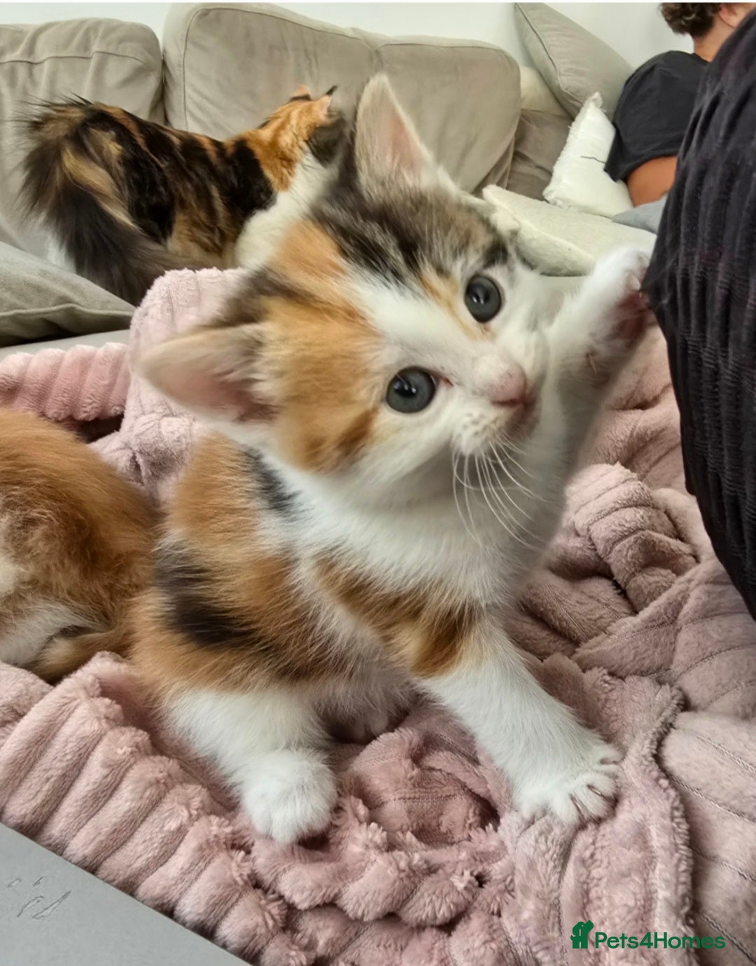 Mixed Breed cats for sale: Fluffy kittens - Image 7
