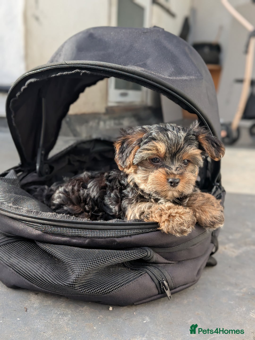 Yorkshire Terrier dogs for sale: 3 Male Yorkshire terriers left  - Image 22