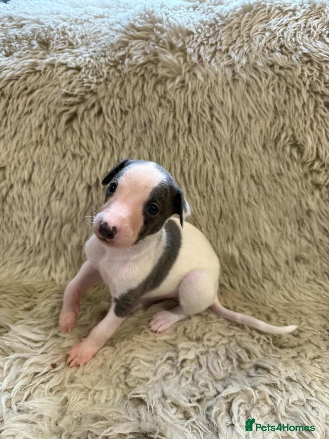 Whippet dogs for sale: KC registered Whippet puppies  - Advert 7