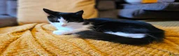 Mixed Breed cats for sale: Beautiful Black and White Tuxedo Female Cat - Advert 3