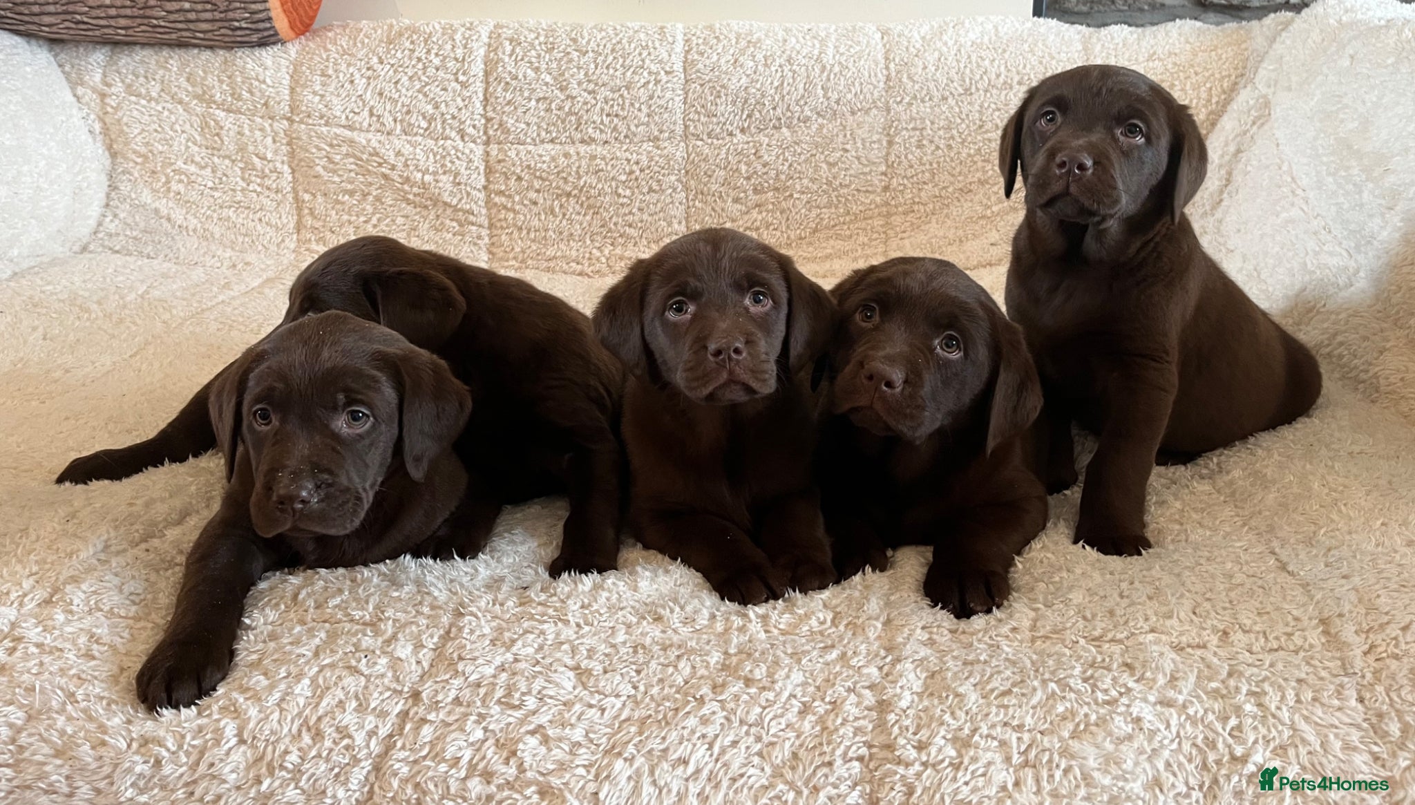 Labrador Retriever dogs 0/0 hips health tested KC chunky chocolate 🐶  - Advert 1