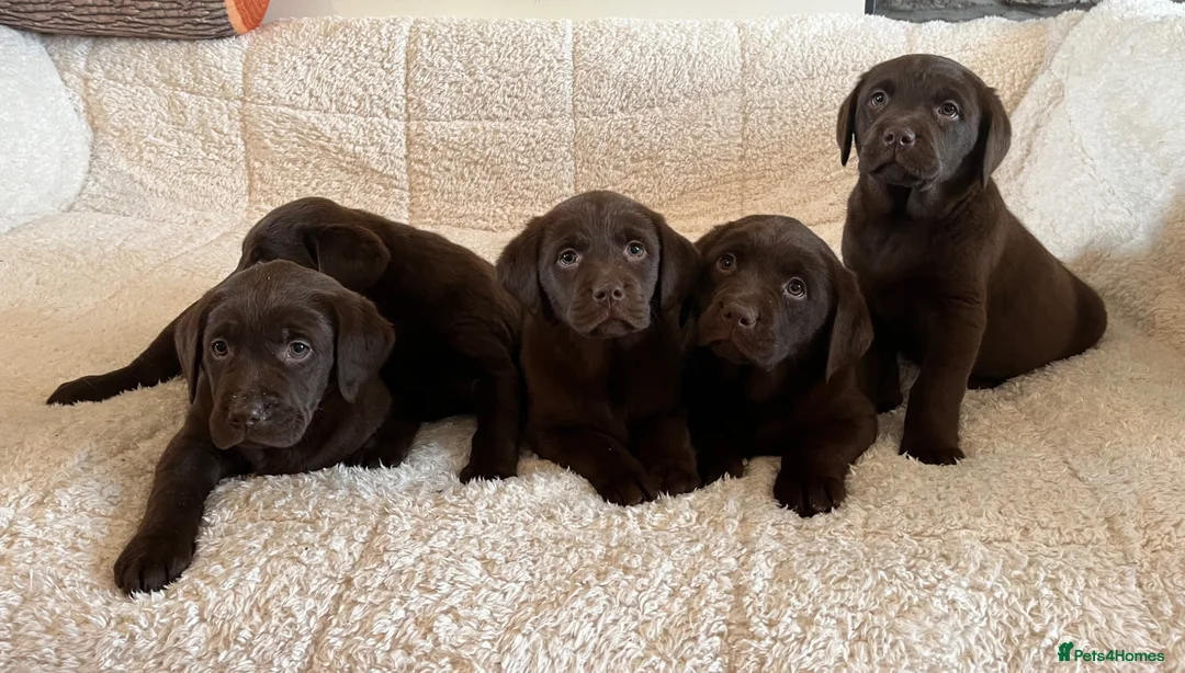 Labrador Retriever dogs for sale: 0/0 hips health tested KC chunky chocolate 🐶  - Advert 1