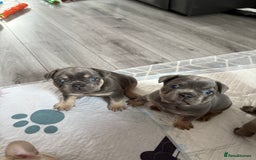 French Bulldog dogs for sale: Frenchie puppy  - Image 14