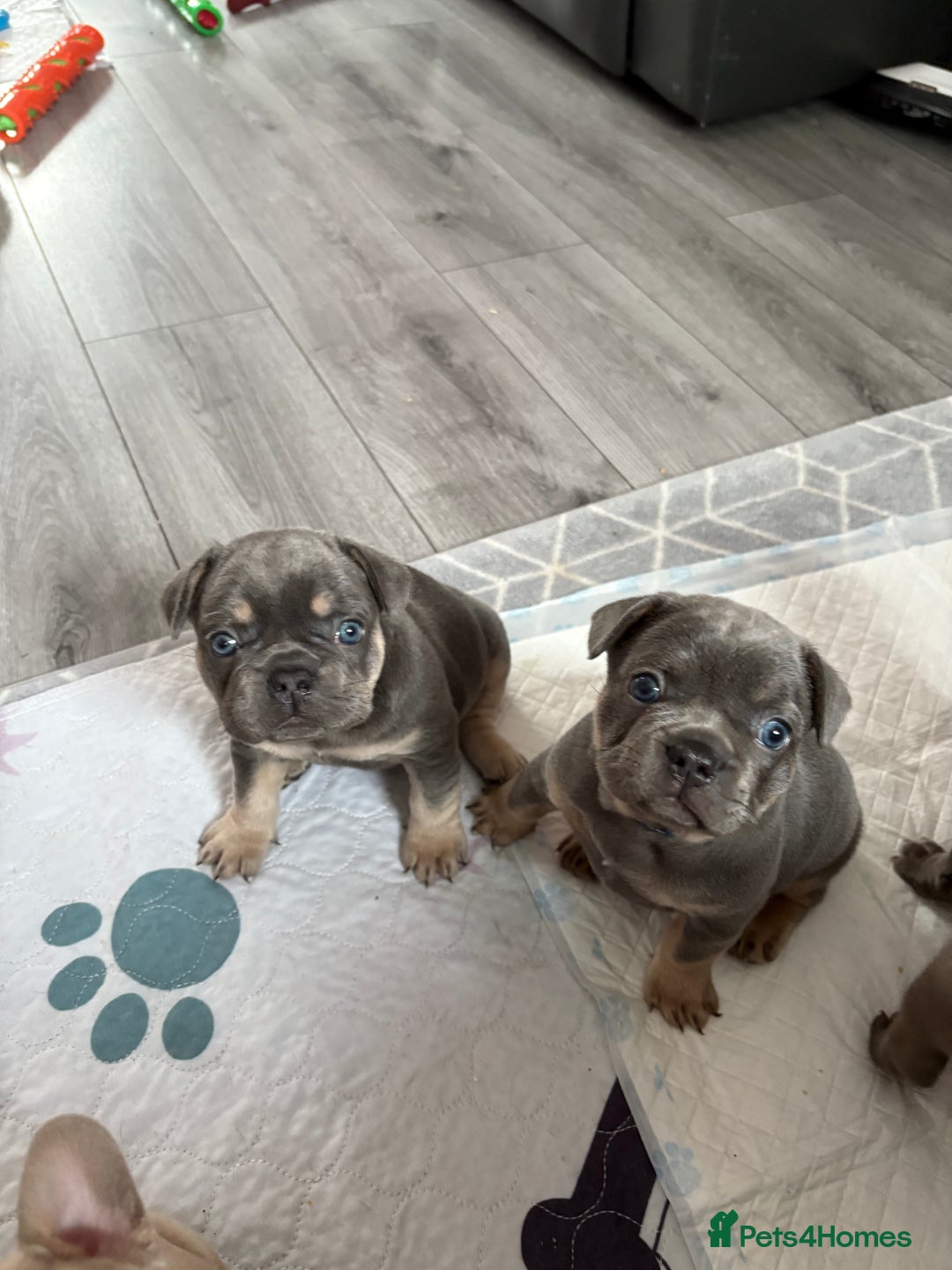 French Bulldog dogs for sale: Frenchie puppy  - Image 14