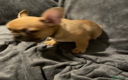 French Bulldog dogs for sale: Pedigree  French bulldogs ready to leave  - Image 14