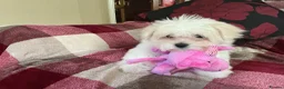 Maltese dogs for sale: Maltese puppy for sale  - Advert 6