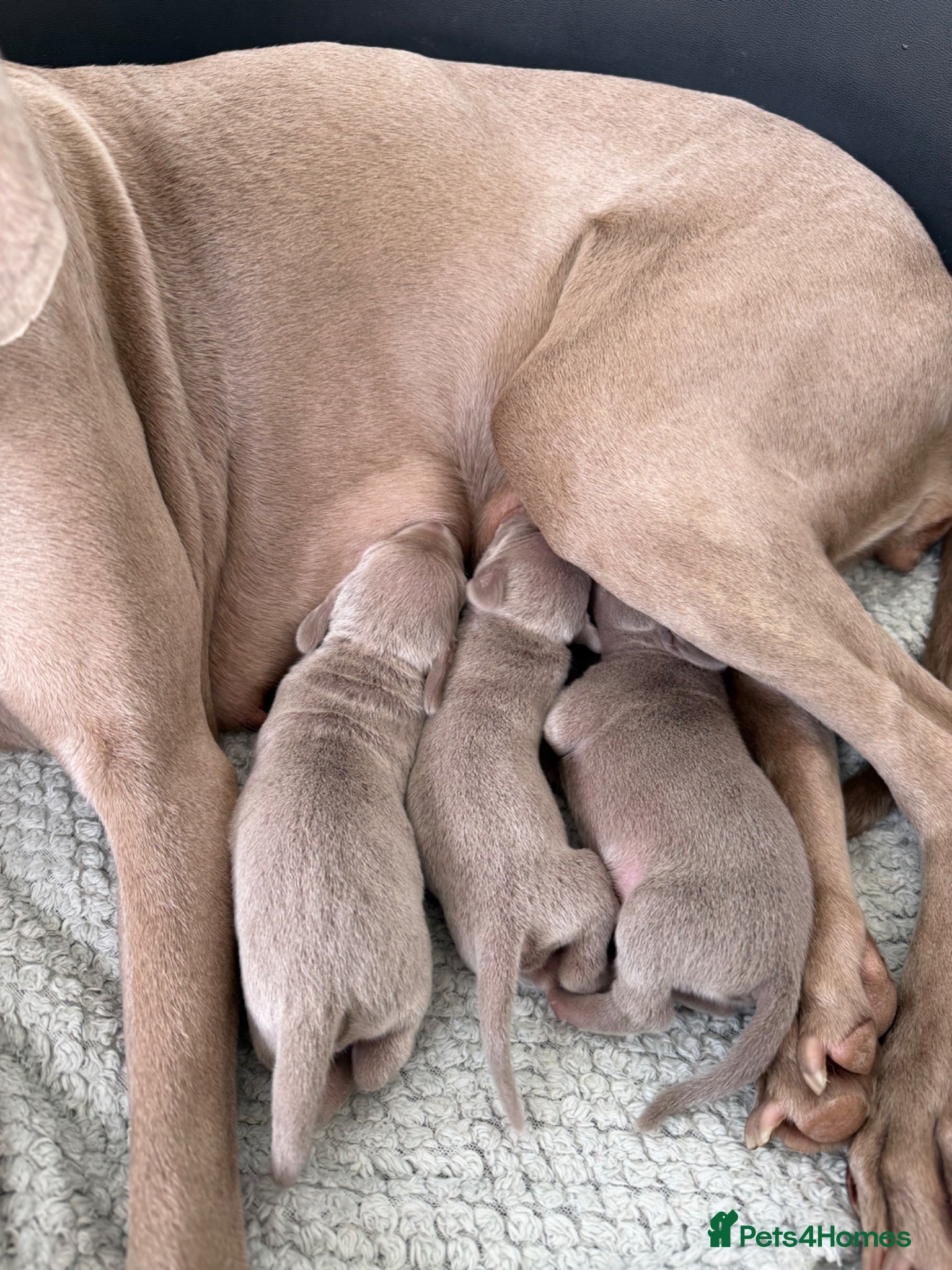 Weimaraner dogs Weimaraner Puppies, 1 girl & 2 boys  - Advert 2