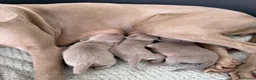 Weimaraner dogs for sale: Weimaraner Puppies, 1 girl & 2 boys  in Felixstowe - Advert 2