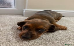 Miniature Dachshund dogs for sale: STUNNING MINIATURE DACHSHUND PUPPIES - Image 7