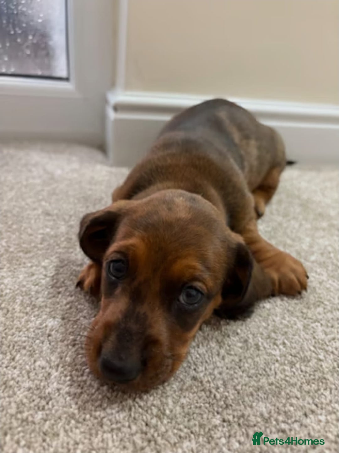 Miniature Dachshund dogs for sale: STUNNING MINIATURE DACHSHUND PUPPIES - Image 7