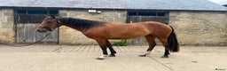 Welsh Section D horses for sale: Dixie Dior Part Bred Appaloosa x Welsh D Filly - Advert 2