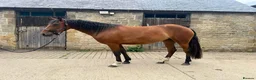 Welsh Section D horses for sale: Dixie Dior Part Bred Appaloosa x Welsh D Filly - Advert 2