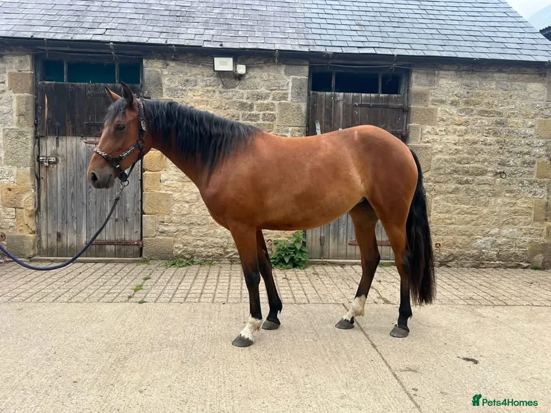 Welsh Section D horses for sale: Dixie Dior Part Bred Appaloosa x Welsh D Filly - Advert 2